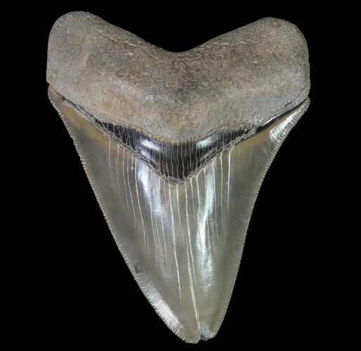 Serrated, Megalodon Tooth - Colorful Blade #64541